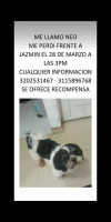 Foto de Neo en Soacha Cundinamarca #4