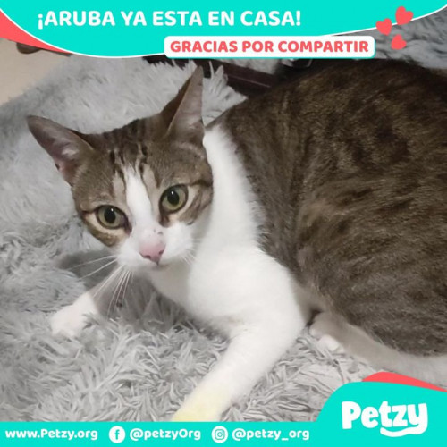 Foto de mascota Aruba