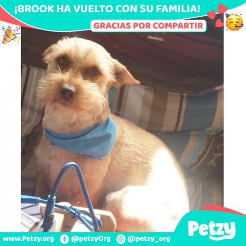 Foto de mascota Brook