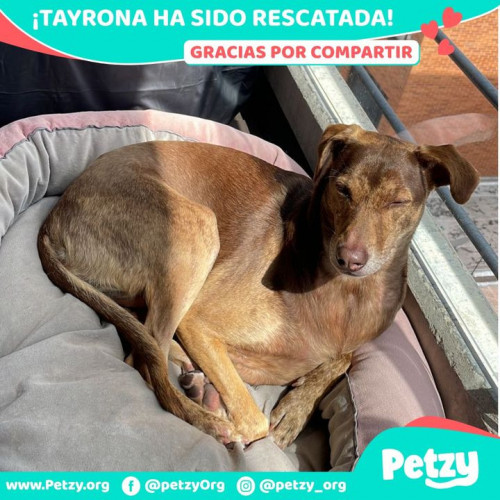 Foto de mascota Tayrona