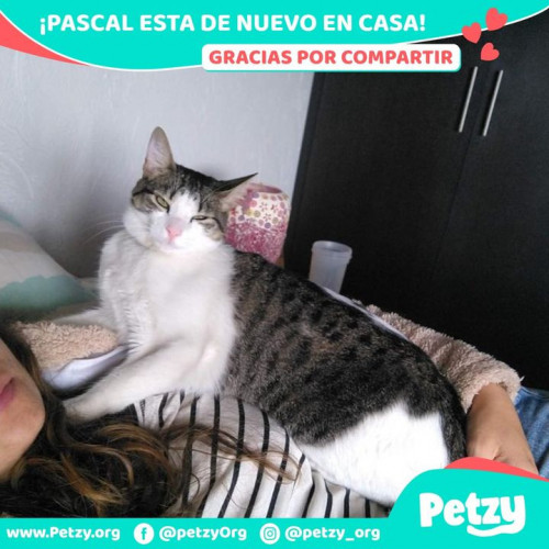 Foto de mascota Pascal