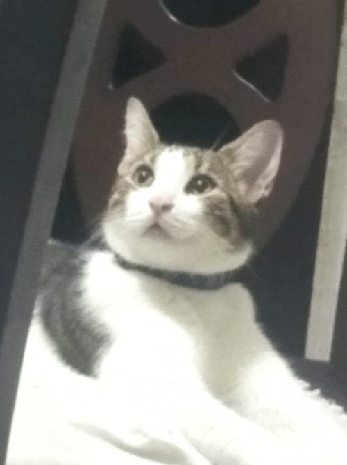 Koda