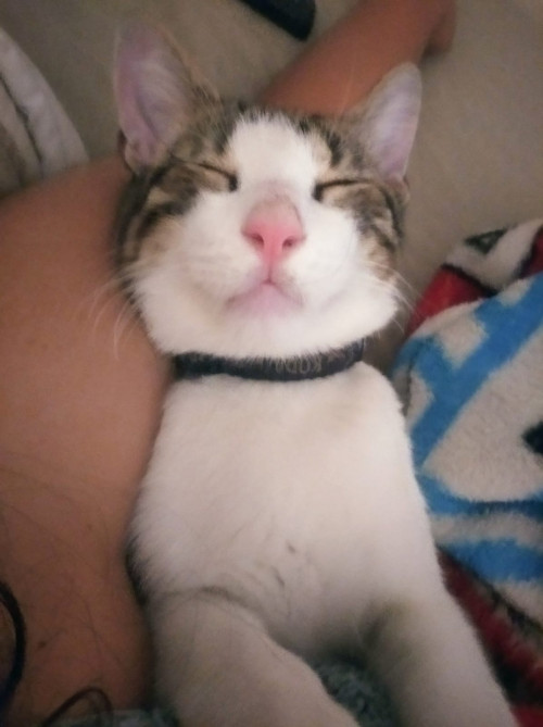 Koda