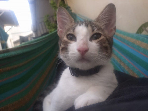 Koda