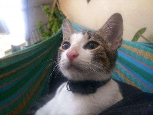 Koda