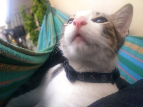 Koda