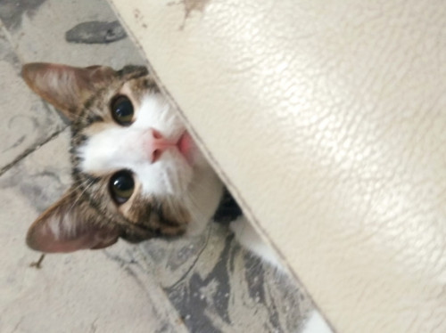 Koda