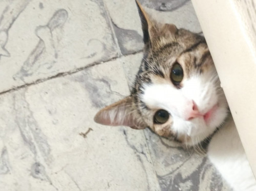 Koda