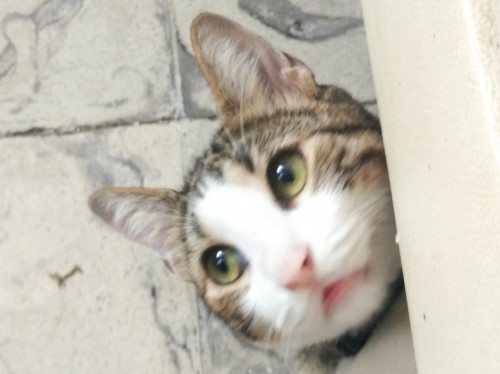 Koda