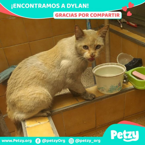 Foto de mascota Dylan
