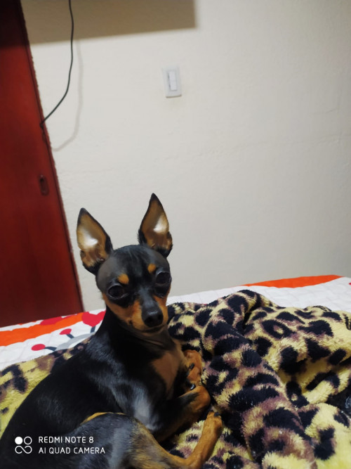 Zeus 
