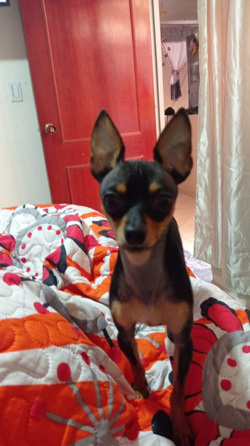 Zeus 