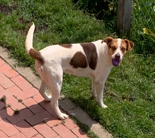 Nala