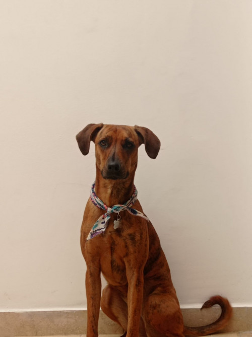 Nala