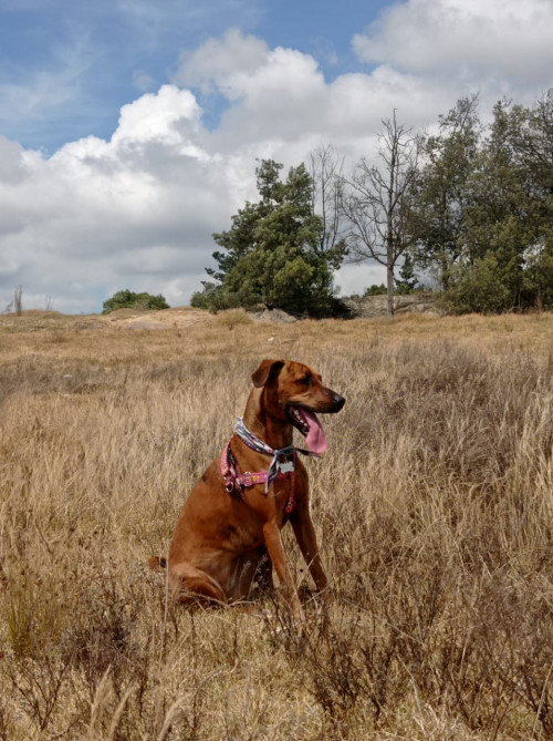 Nala