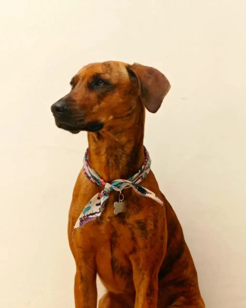 Nala