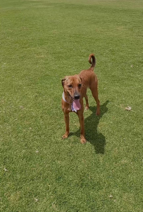 Nala