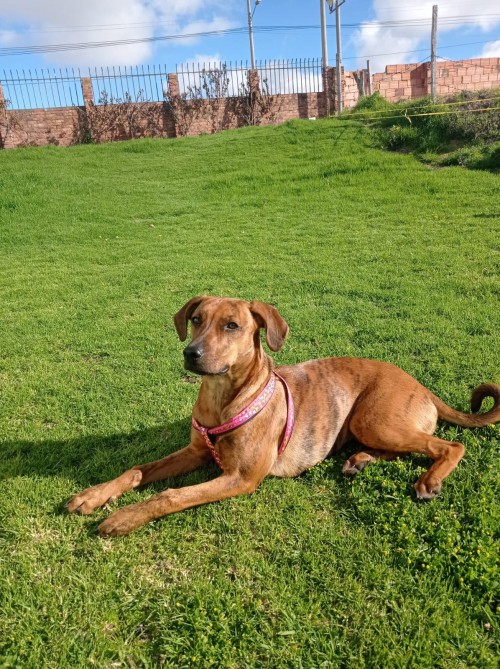 Nala