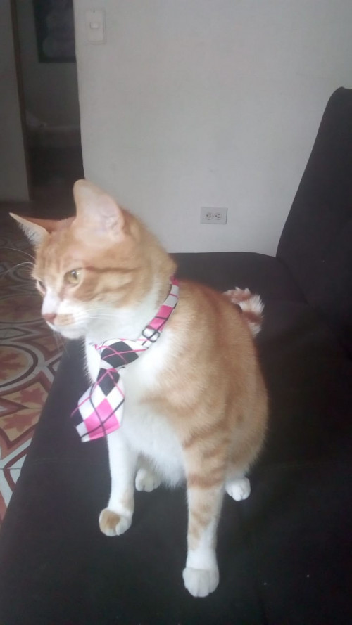 Pacho