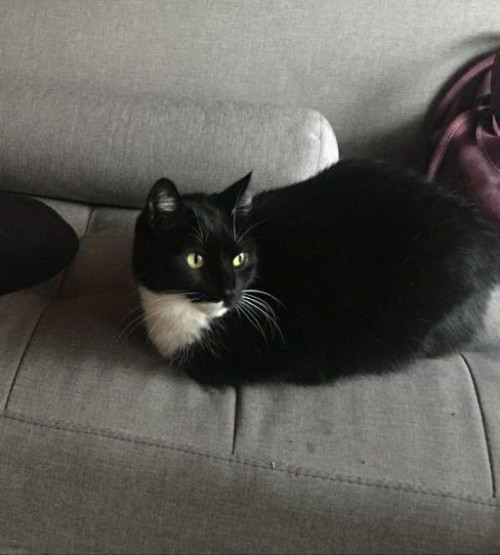 Pelos