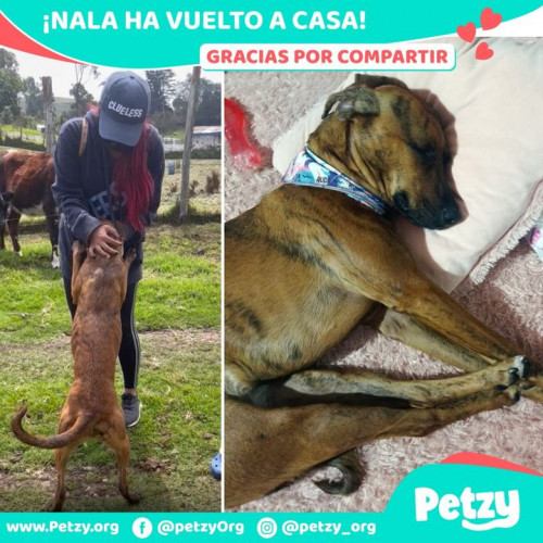 Foto de mascota Nala