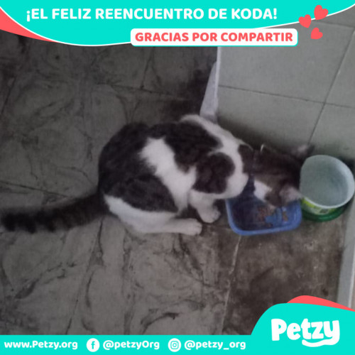 Foto de mascota Koda