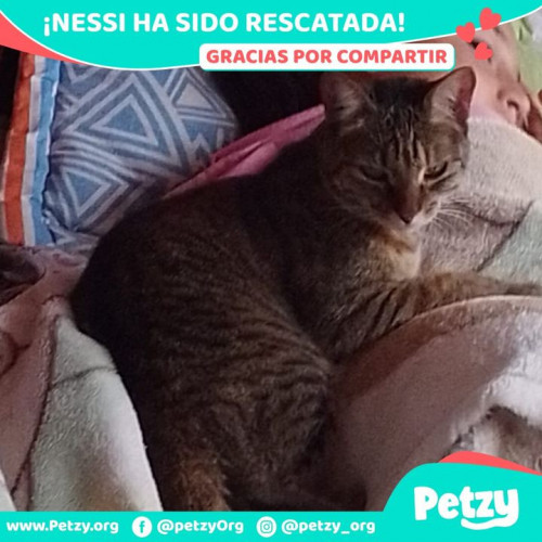 Foto de mascota Nessi