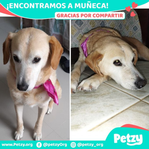 Foto de mascota Muñeca