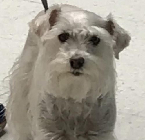 Lulu