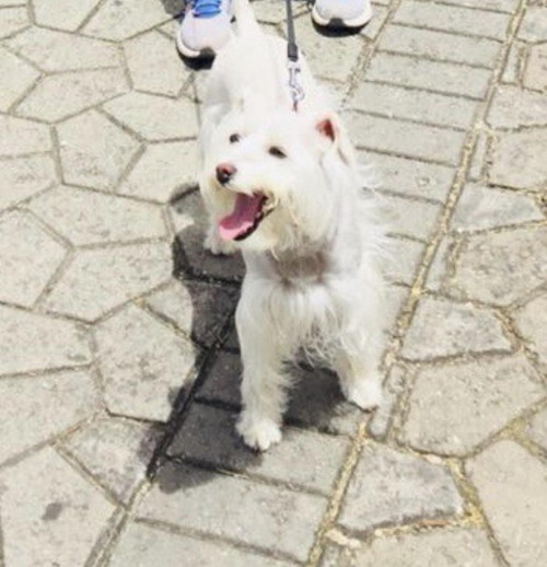 Lulu