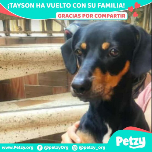 Foto de mascota Tayson