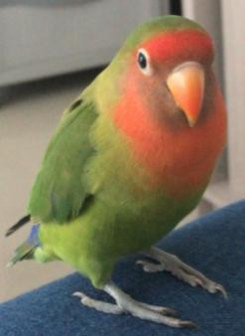 Mango