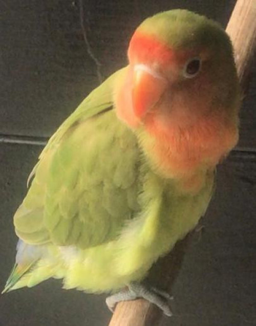 Mango