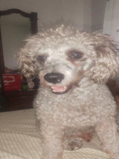 Tobby