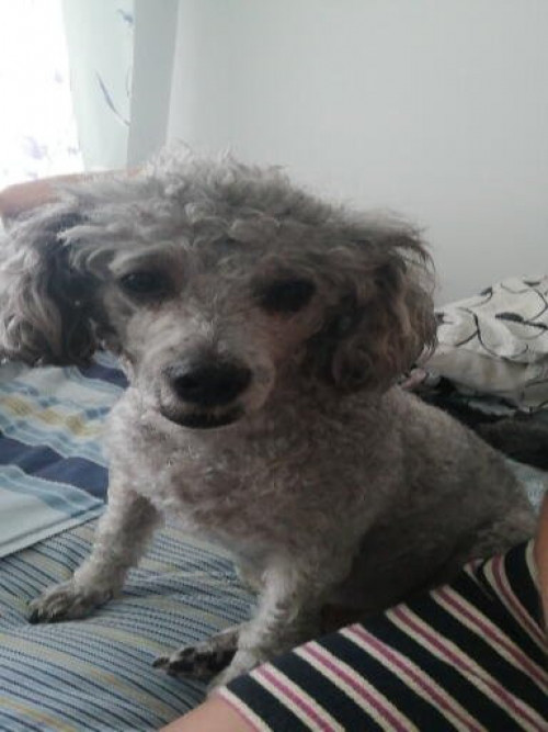 Tobby