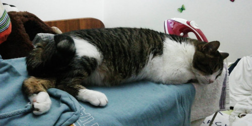 Tomás