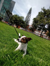 Foto de Mia Y Max en  Bogotá #5