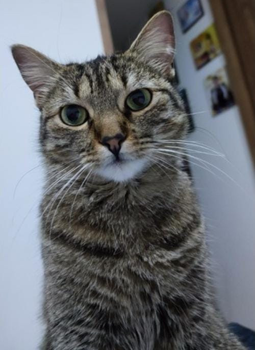 Lulu