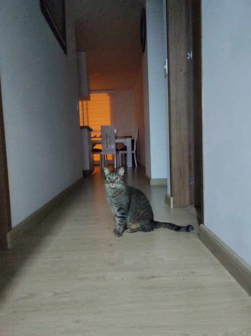 Lulu