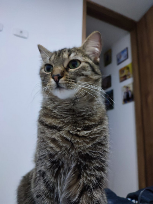 Lulu