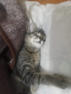 Foto de Lulu en Tunja Boyacá #0