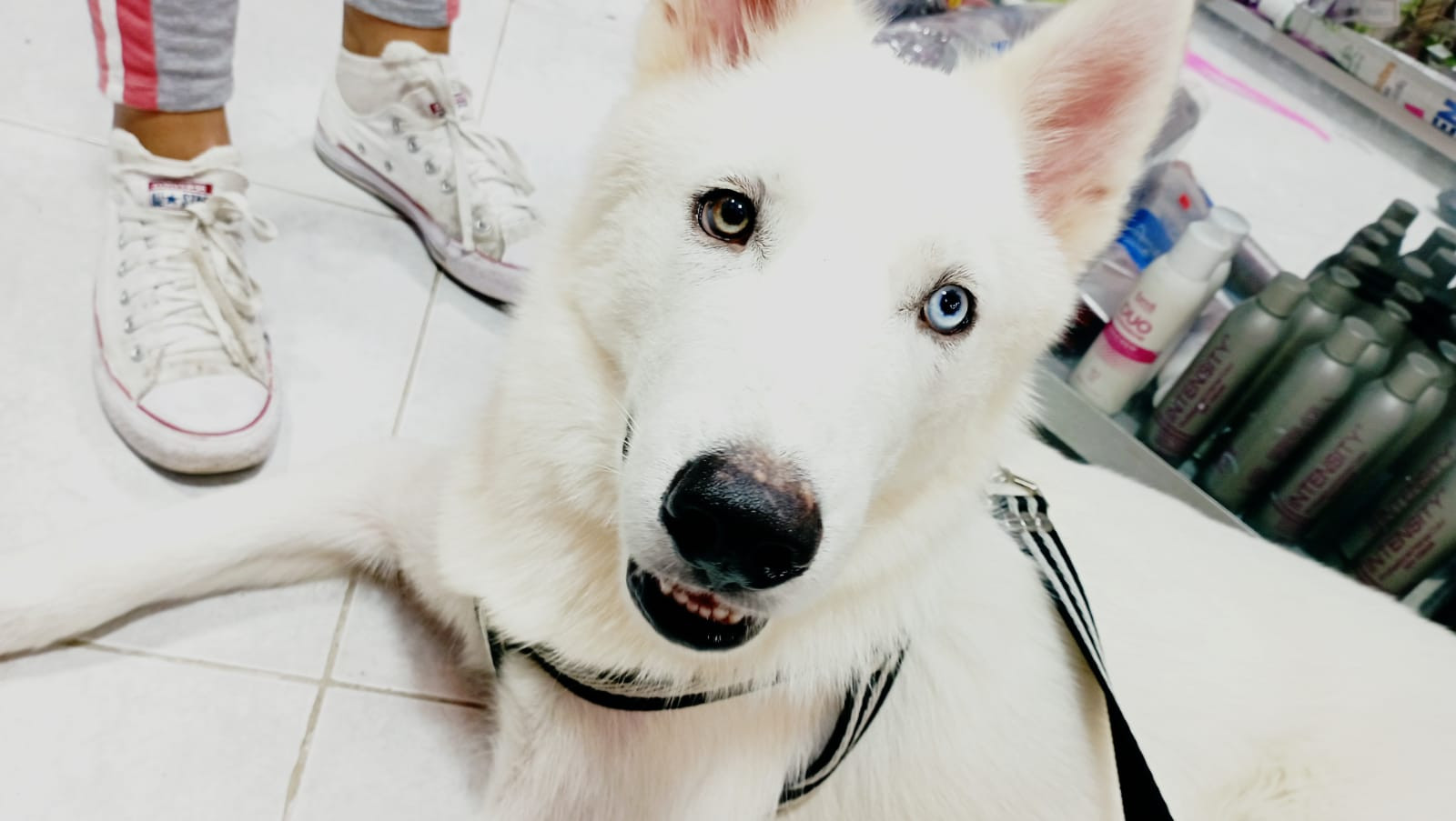 Loki Ya esta en casa, Medellin Antioquia