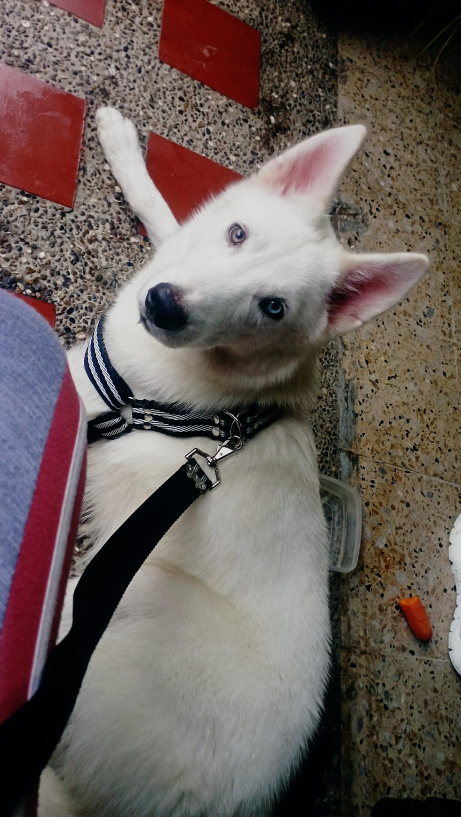 Loki Ya esta en casa, Medellin Antioquia