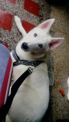 Foto de Loki en Medellin Antioquia #2