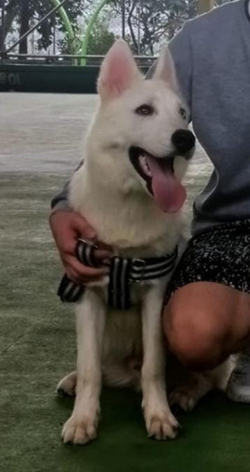 Loki