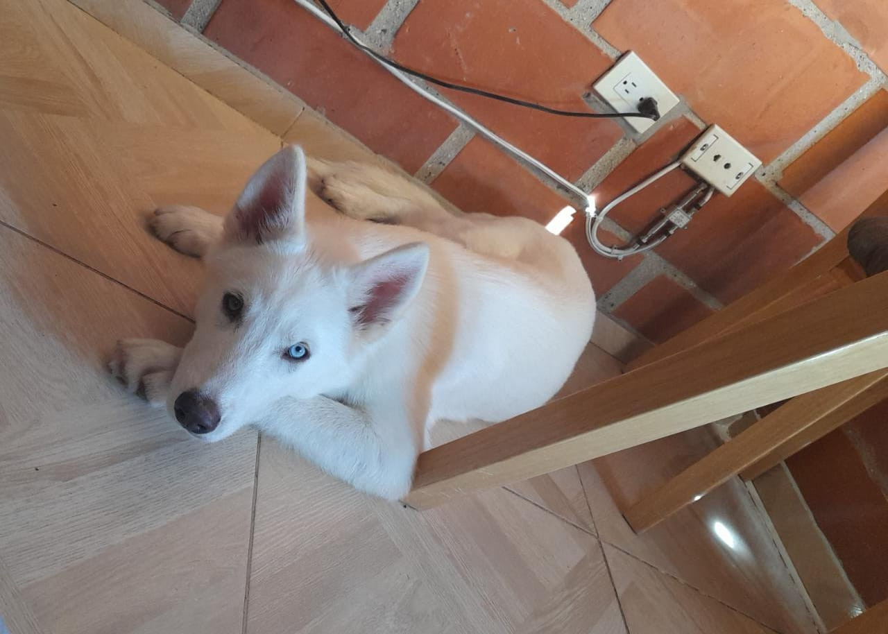 Loki Ya esta en casa, Medellin Antioquia