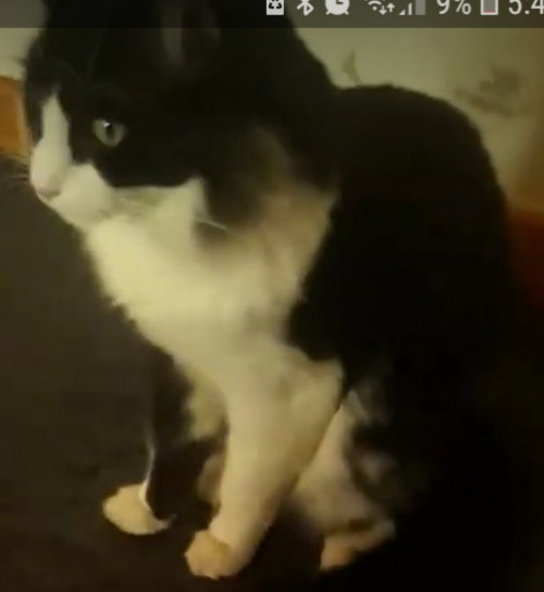 Osito