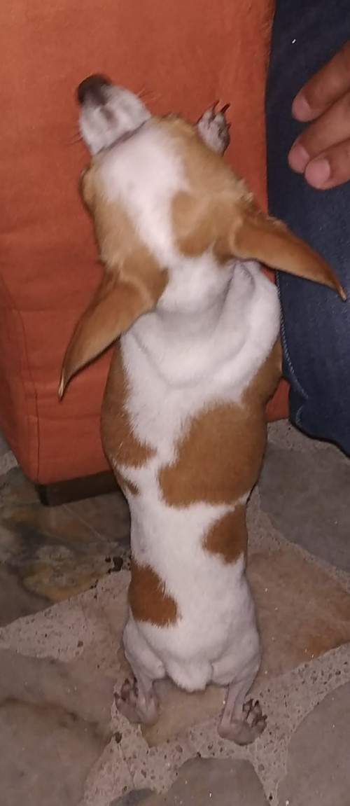 Minnie
