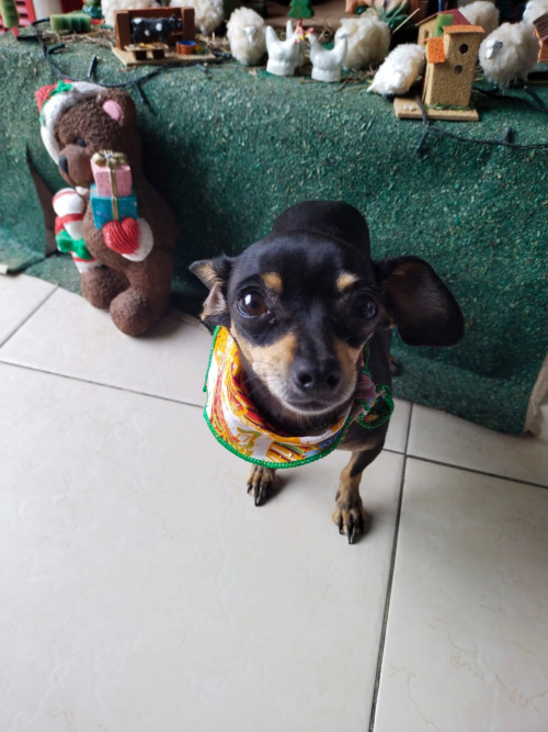 Preciosa