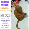 Foto de Emilio en Pitalito Huila #7